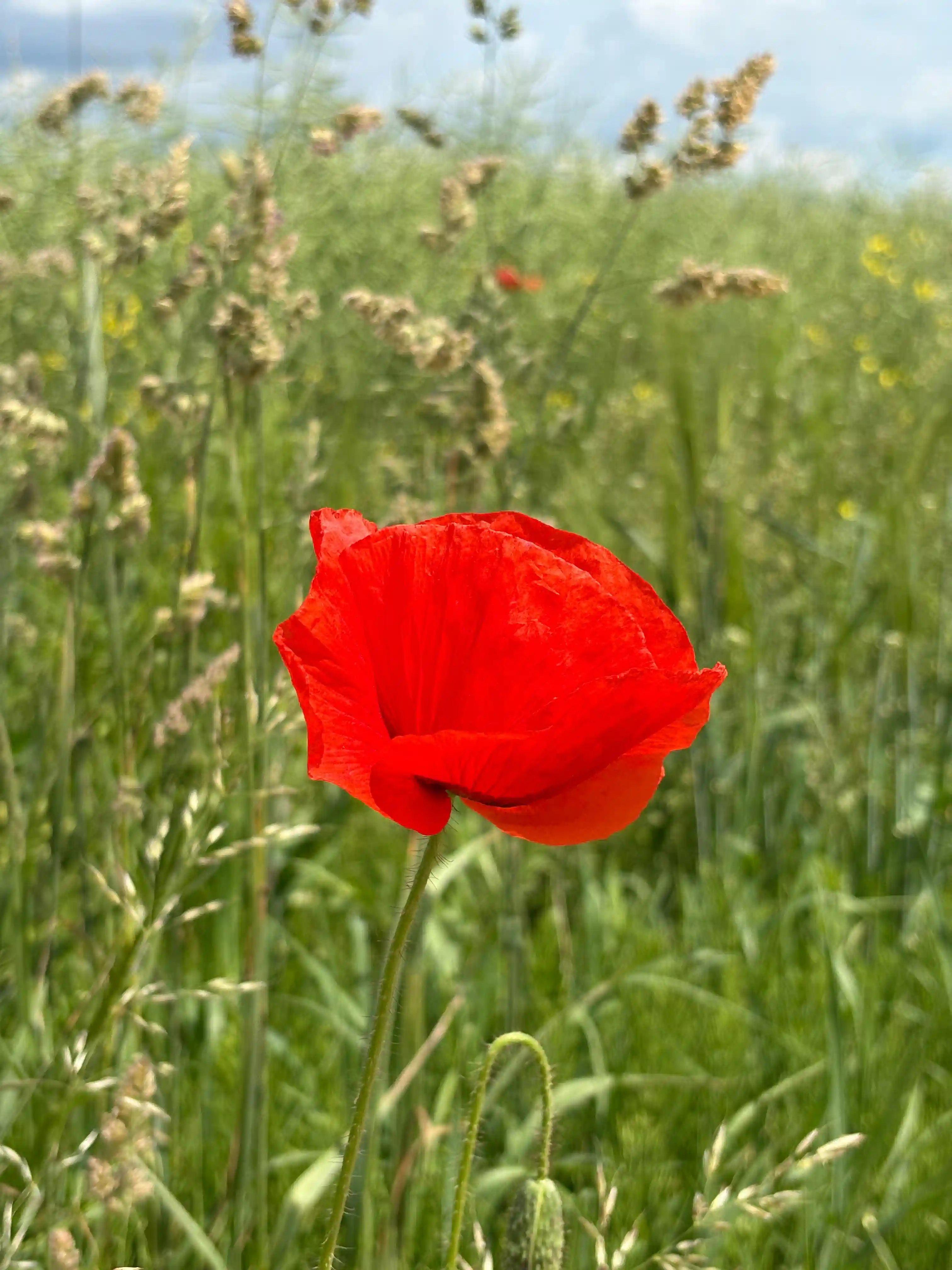 Kwiat na mazurach